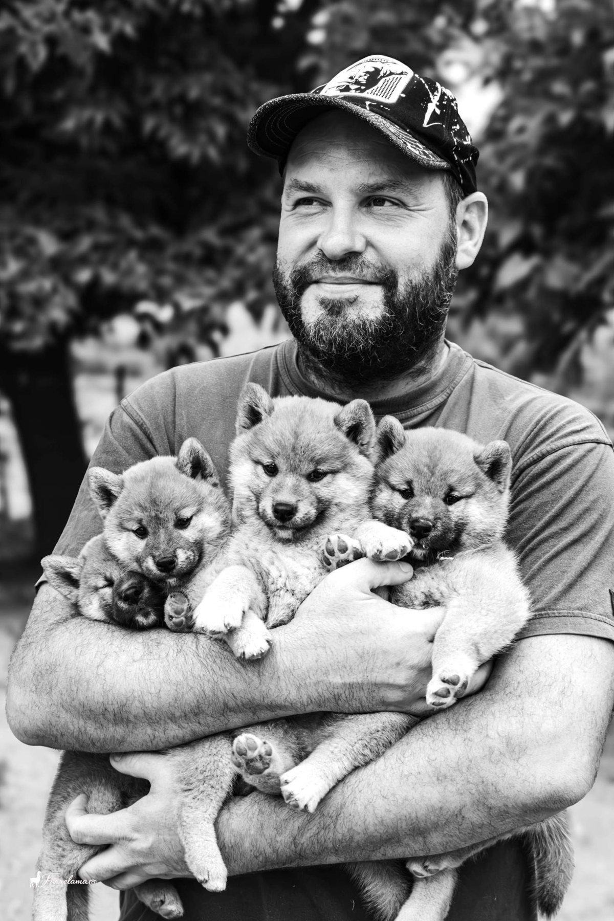 Adrien, éleveur du Royaume d’Akuma à Néfiach, tient quatre chiots Shiba Inu dans ses bras